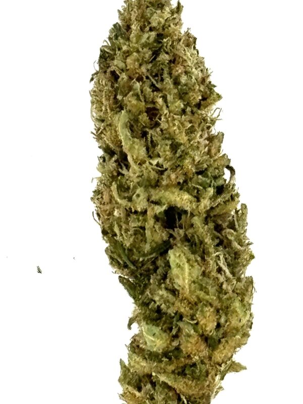 Lemon Haze - CBD - Local & Bio